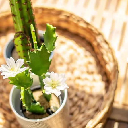 Adani 2* Tsoukaládhes